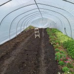 interior of a greenhouse tunnel