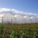 Greenhouse Tunnels Multispan Tunnels
