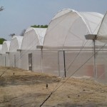 greenhouse tunnels with shade nets