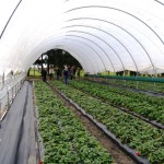 greenhouse tunnels kwazulu natal